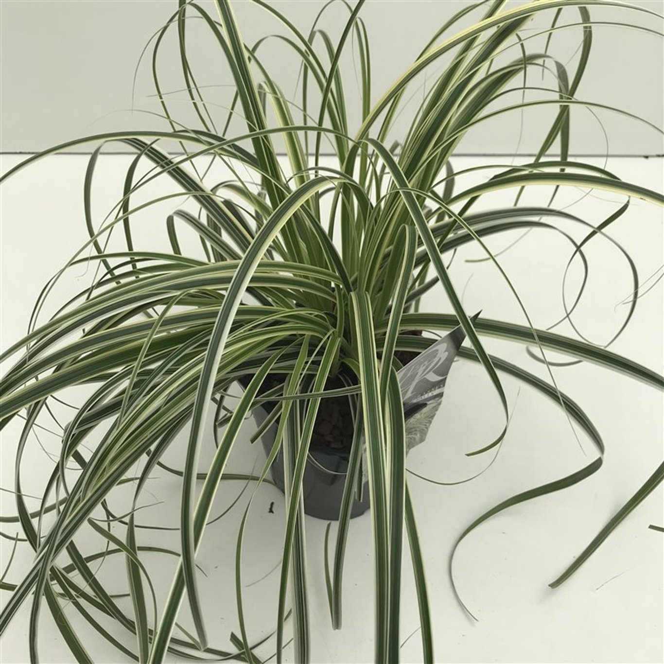 Carex 'Feather Falls' - C2